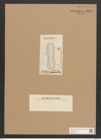 Amphiprora striolata Grun. (de-Toni-Nr.: Genus 29, Species 1324) Zeichnungen Sammlung Grunow Nr. 2552 (NHMW-BOT-W0369731)
